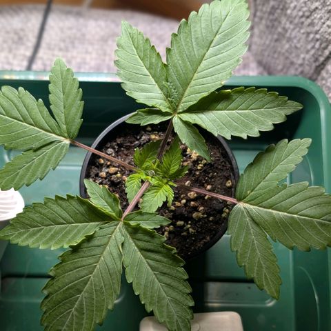 Northern Lights growlog timeline photo
