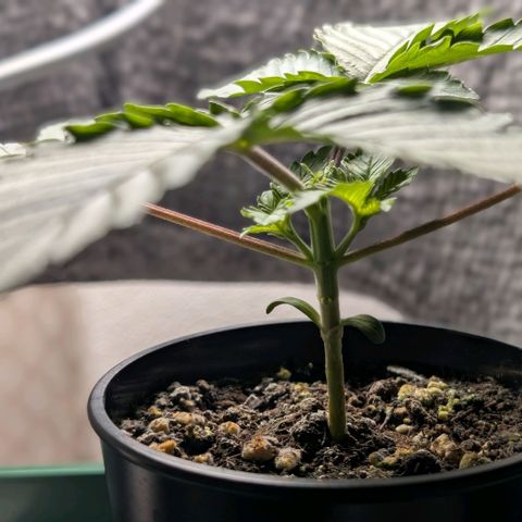 Northern Lights growlog timeline photo