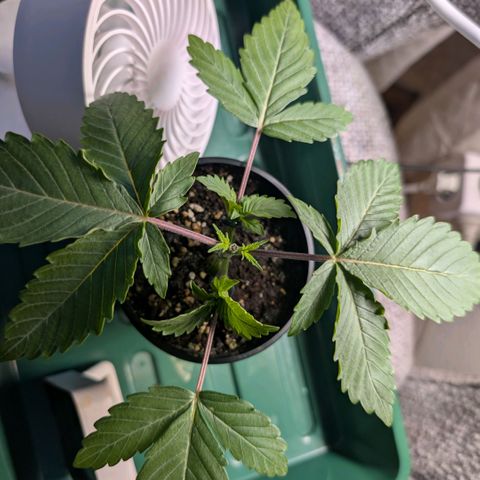 Northern Lights growlog timeline photo