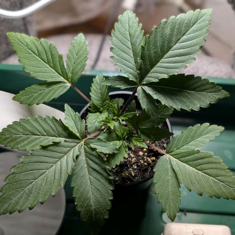 Northern Lights growlog timeline photo