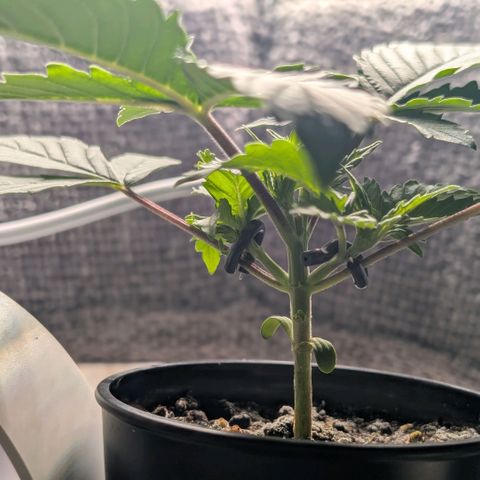 Northern Lights growlog timeline photo