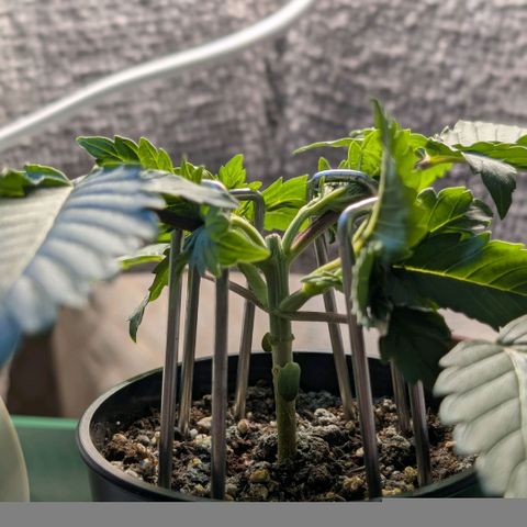 Northern Lights growlog photo: Schachtelhalmtee for silica 😁