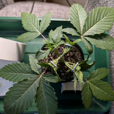 Northern Lights growlog photo: Schachtelhalmtee for silica 😁