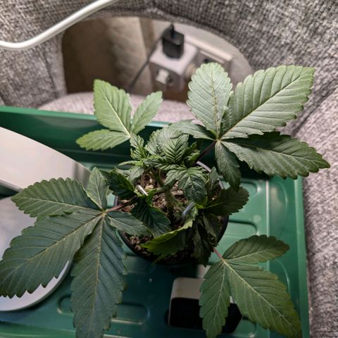 Northern Lights growlog timeline photo