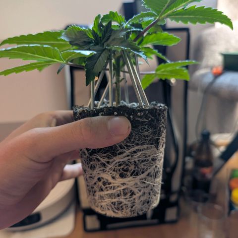 Northern Lights growlog timeline photo