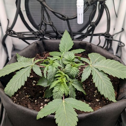 Northern Lights growlog timeline photo