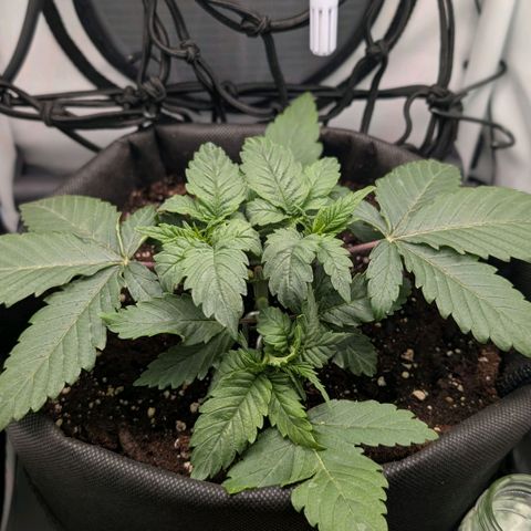 Northern Lights growlog timeline photo