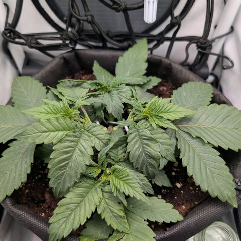 Northern Lights growlog timeline photo