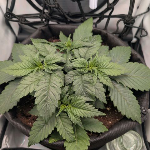 Northern Lights growlog timeline photo