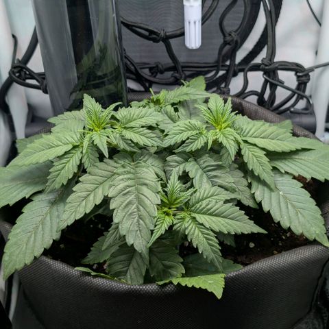 Northern Lights growlog timeline photo