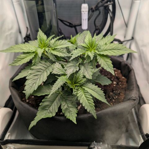 Northern Lights growlog timeline photo