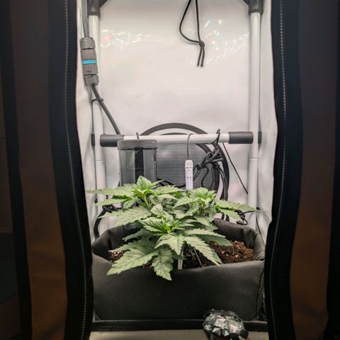 Northern Lights growlog timeline photo