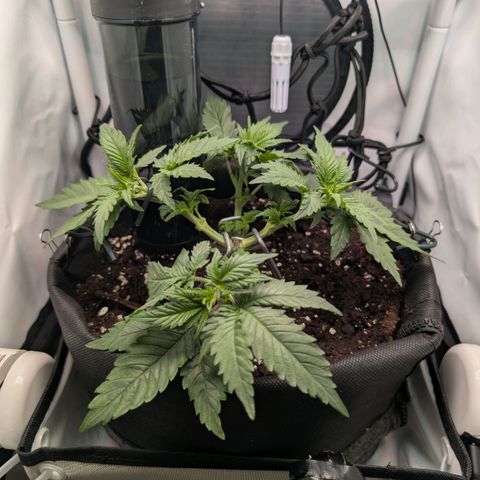 Northern Lights growlog timeline photo