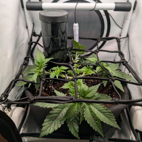 Northern Lights growlog timeline photo