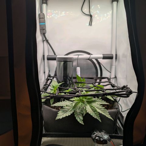 Northern Lights growlog timeline photo