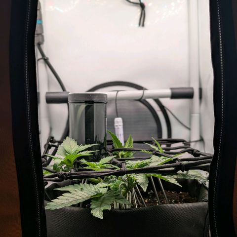 Northern Lights growlog timeline photo