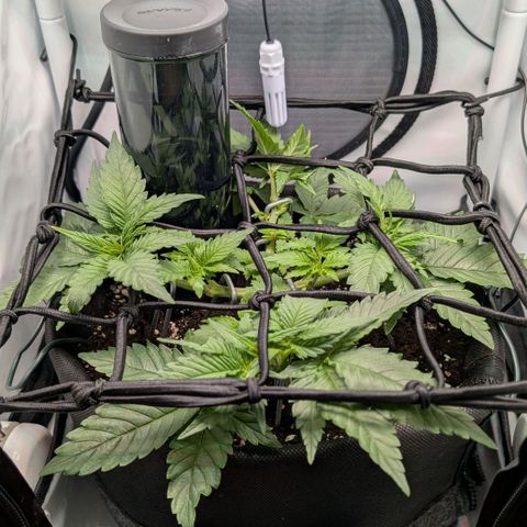 Northern Lights growlog timeline photo