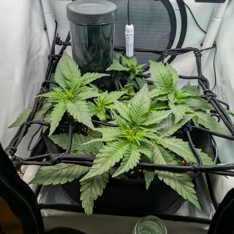 Northern Lights growlog timeline photo