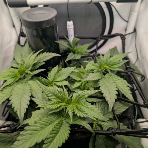 Northern Lights growlog photo: Side light for flower flipp installed and tested 
