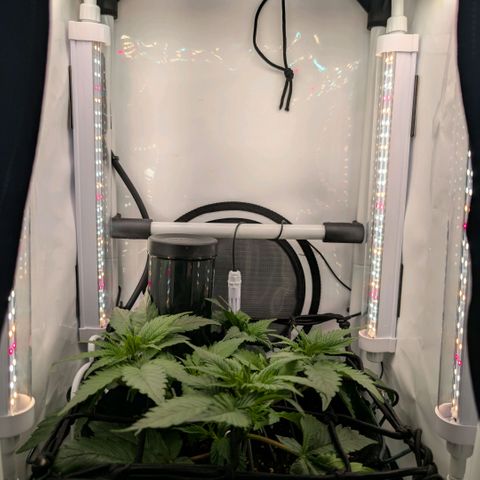 Northern Lights growlog photo: Side light for flower flipp installed and tested 