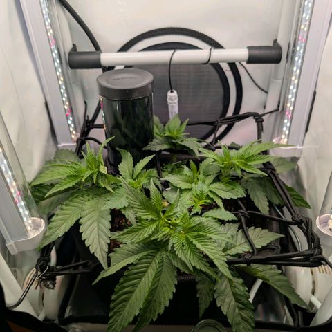 Northern Lights growlog timeline photo
