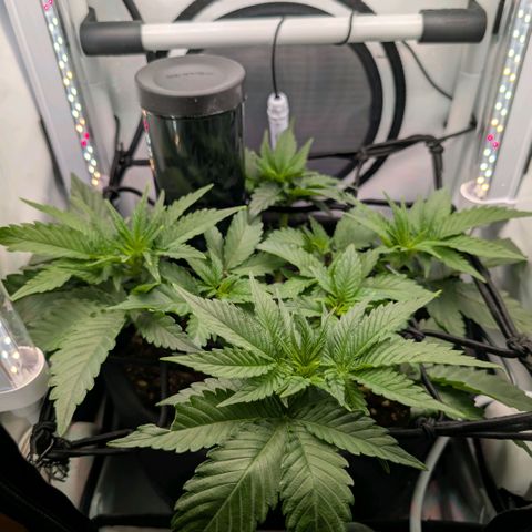Northern Lights growlog timeline photo