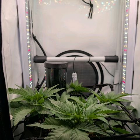 Northern Lights growlog timeline photo