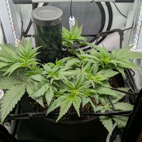 Northern Lights growlog timeline photo