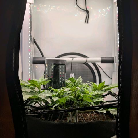 Northern Lights growlog timeline photo