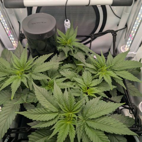 Northern Lights growlog timeline photo
