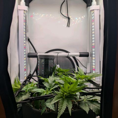 Northern Lights growlog timeline photo