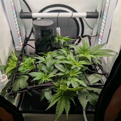 Northern Lights growlog timeline photo