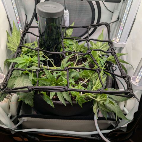 Northern Lights growlog timeline photo