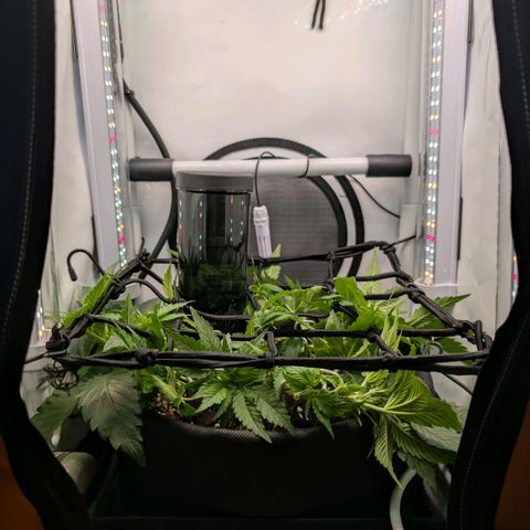 Northern Lights growlog timeline photo