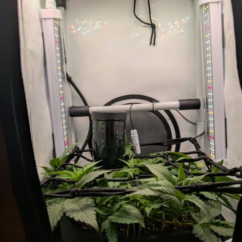 Northern Lights growlog timeline photo