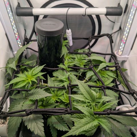 Northern Lights growlog timeline photo