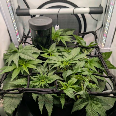 Northern Lights growlog timeline photo