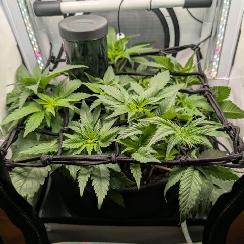Northern Lights growlog timeline photo