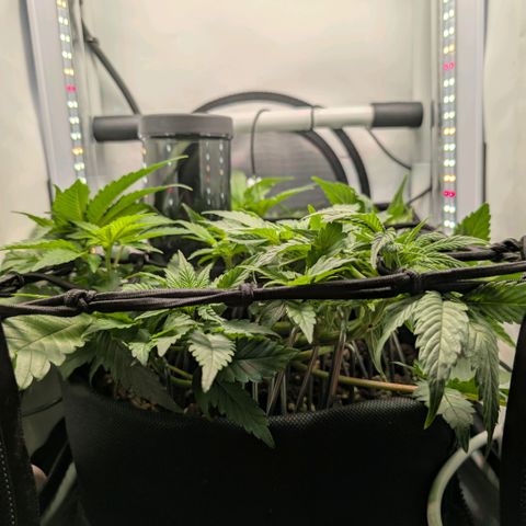Northern Lights growlog timeline photo