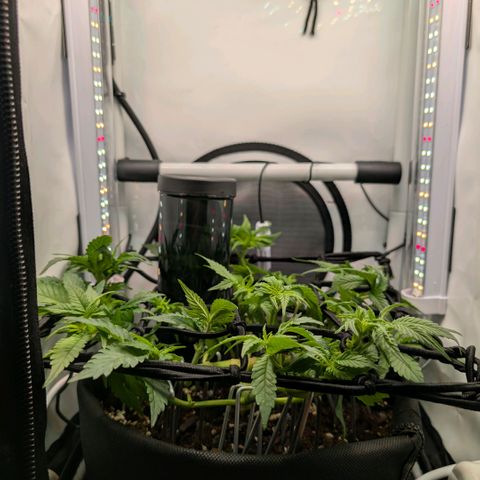 Northern Lights growlog timeline photo