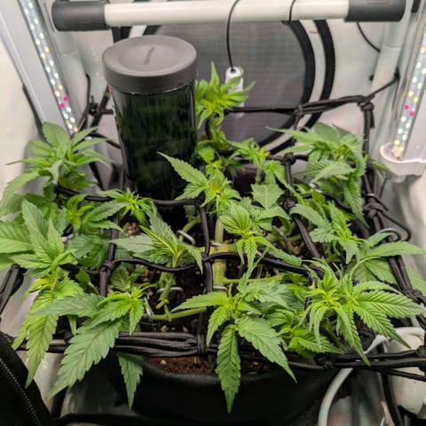 Northern Lights growlog timeline photo