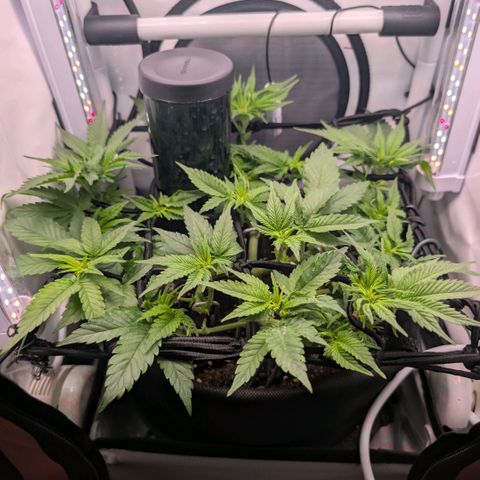 Northern Lights growlog timeline photo