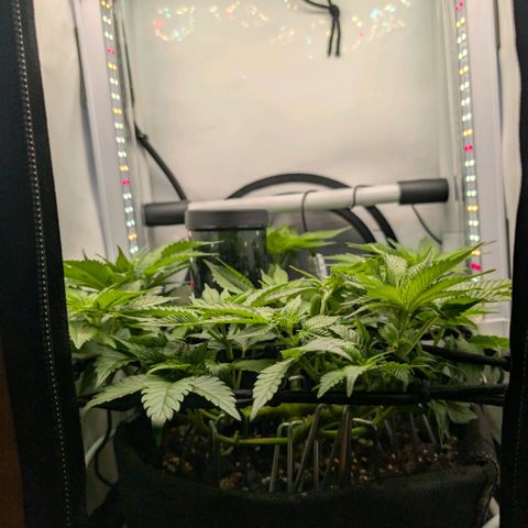 Northern Lights growlog timeline photo