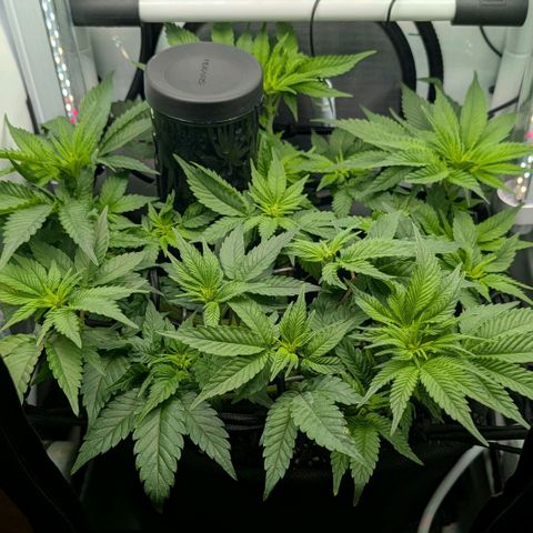 Northern Lights growlog timeline photo