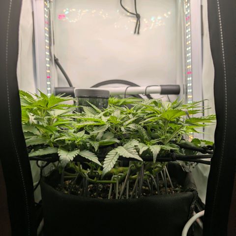 Northern Lights growlog timeline photo