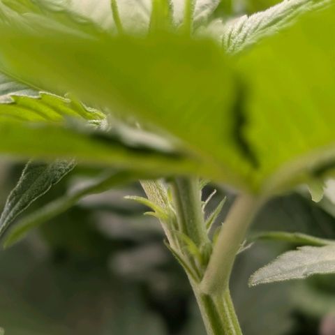 Northern Lights growlog timeline photo