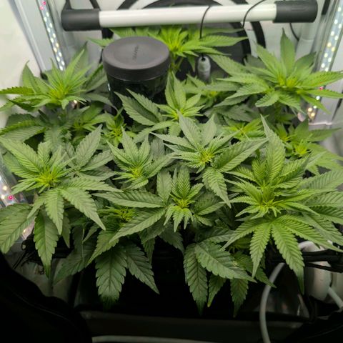 Northern Lights growlog timeline photo
