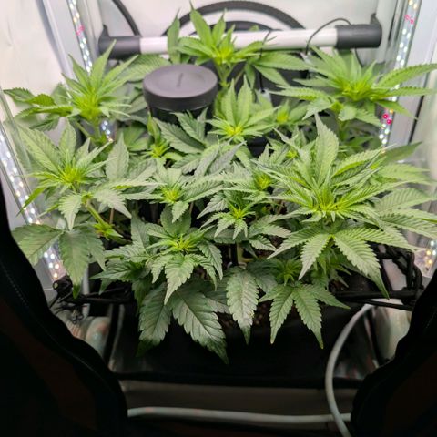 Northern Lights growlog timeline photo
