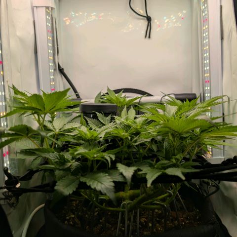 Northern Lights growlog timeline photo