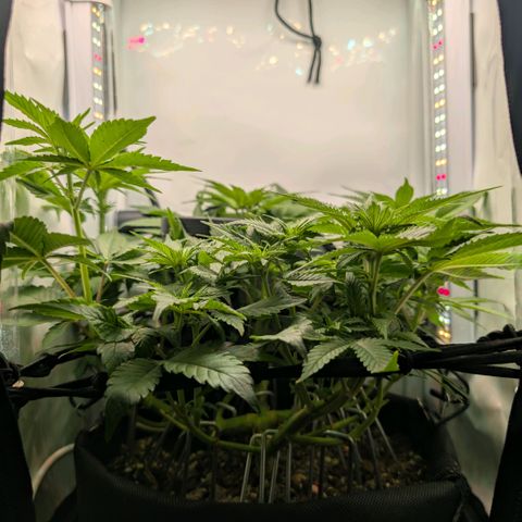 Northern Lights growlog timeline photo